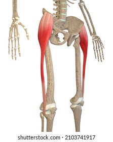 2,160 Tensor Fasciae Latae Images, Stock Photos & Vectors | Shutterstock