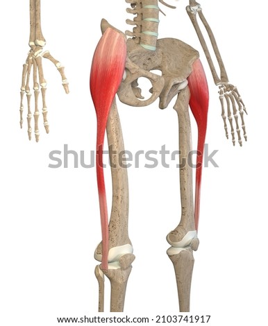 This 3d illustration shows the tensor fasciae latae muscles on skeleton on a white background Zdjęcia stock © 