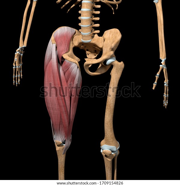 This 3d Illustration Shows Thigh Muscles Stock Illustration 1709154826 ...