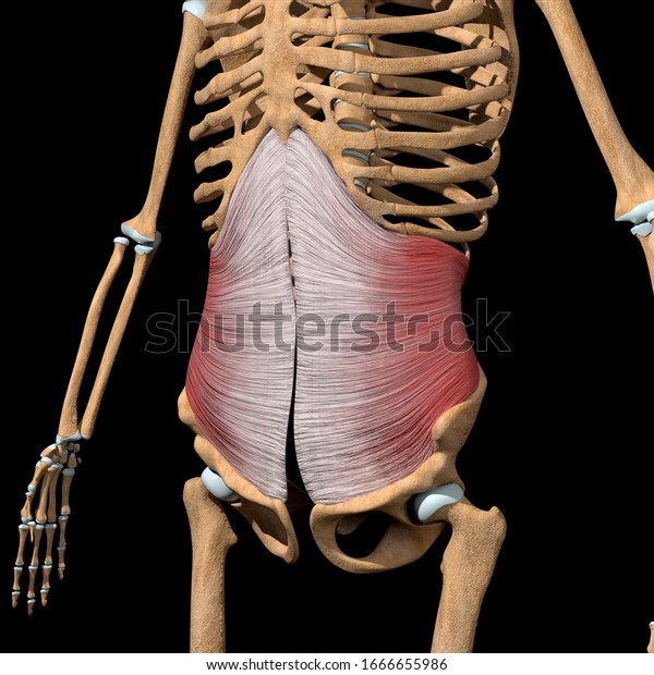 この3dイラストは スケルトン上の横腹筋を示しています のイラスト素材