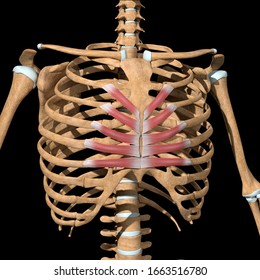 This 3d Illustration Shows Transversus Thoracis Stock Illustration 