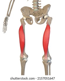 This 3d Illustration Shows Vastus Intermedialis Stock Illustration ...