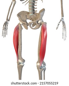 This 3d Illustration Shows Vastus Lateralis Stock Illustration ...