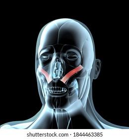 This 3d Illustration Shows View Zygomatic Stock Illustration 1844463385 ...