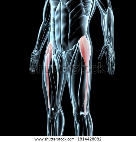 This 3d illustration shows a view of the tensor fasciae latae muscles on xray musculature Zdjęcia stock © 