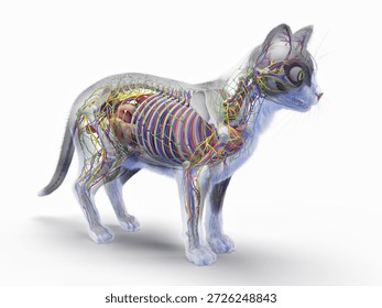 This 3D render displays the complete internal organ systems of a feline, detailed in full color, on a bright white backdrop.