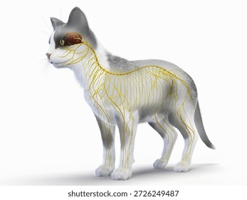 This 3D render displays the complete nervous system of a feline, showing the brain, spinal cord, and peripheral nerves in full color against a clean white background.