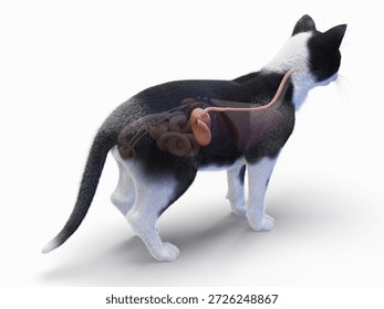 This 3D render displays the full color feline esophagus and stomach against a white backdrop.