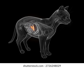 This 3D render displays the radiographic depiction of the feline pancreatic gland structure against a clean white background.