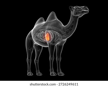 This 3D render displays a transparent, radiographic view of the camel's spleen against a stark black background.