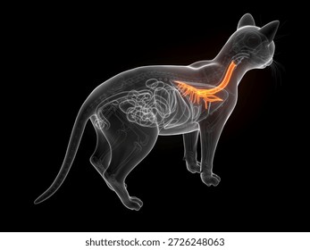 This 3D render displays an x-ray depiction of the feline trachea against a black background.