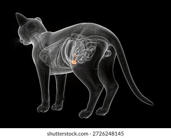 This 3D render displays the x-ray depiction of the feline gallbladder anatomy against a black background.