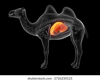 This 3D render displays the x-ray depiction of the camel liver in a lateral view against a deep black background.
