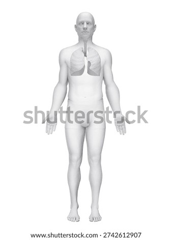 This 3D render illustrates the lungs of a human male in anterior view, showing external lobes against a white background.