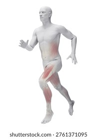 This 3D render shows the muscular system of a male runner on a white background, muscles clearly outlined in anatomical context