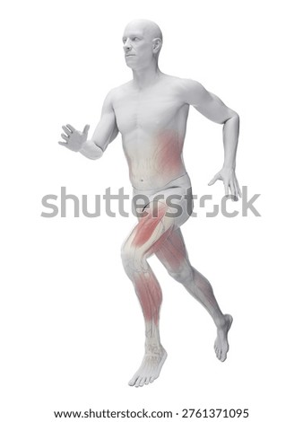 This 3D render shows the muscular system of a male runner on a white background, muscles clearly outlined in anatomical context
