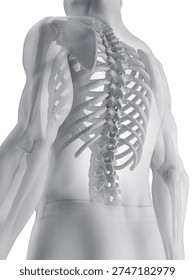 This 3D render shows the skeletal system of a male, bones outlined against a plain white background