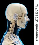 This 3D x-ray render highlights the bones of the male head in lateral view on a black background