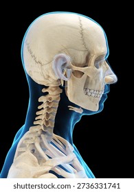 This 3D x-ray render highlights the bones of the male head in lateral view on a black background