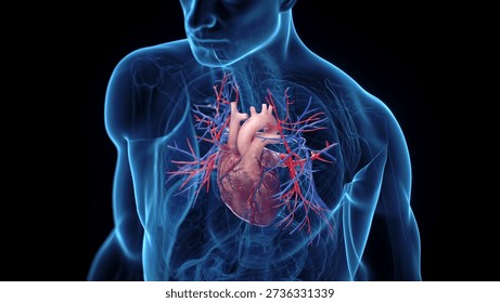 This 3D x-ray render presents the heart of a man and its vessels, clearly outlined against black