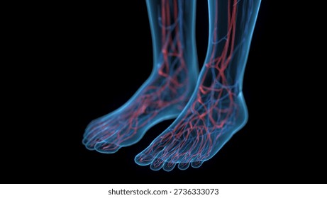 This 3D x-ray view shows the circulatory system of the female feet in wide angle view, highlighting vascular pathways, semi-transparent against a clean black backdrop.