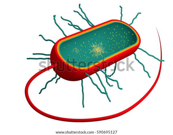 次の図は 細菌や古生物などの原核細胞の教科書的な特徴を示しています 細胞膜 細胞壁 カプセル ピリ 核様体 プラスミド リボソーム 鞭毛虫 のイラスト素材