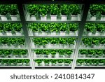 This image captures a state-of-the-art hydroponic farming facility with rows of vibrant basil plants, meticulously nourished under high-efficiency LED lighting for peak growth.