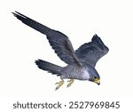 this image is isolated ilustration of flying Falcon peregrine white background isolated template 