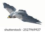 this image is isolated ilustration of flying Falcon peregrine white background isolated template 