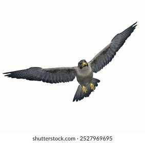 this image is isolated ilustration of flying Falcon peregrine white background isolated template 