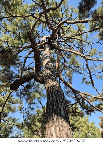 Similar – Image, Stock Photo Cluster of tall pine trees growing in national park forest against blue sky