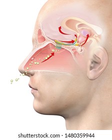 This Medically 3D Illustration Showing The Function Of The Olfactory Sense