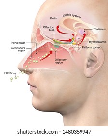 This Medically 3D Illustration Showing The Function Of The Olfactory Sense