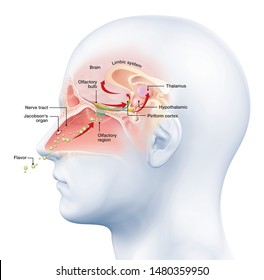 This Medically 3D Illustration Showing The Function Of The Olfactory Sense