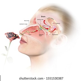 This Medically 3D Illustration Showing The Function Of The Olfactory Sense, Labeled