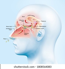 This Medically 3D Illustration Showing The Function Of The Olfactory Sense