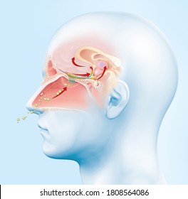 This Medically 3D Illustration Showing The Function Of The Olfactory Sense