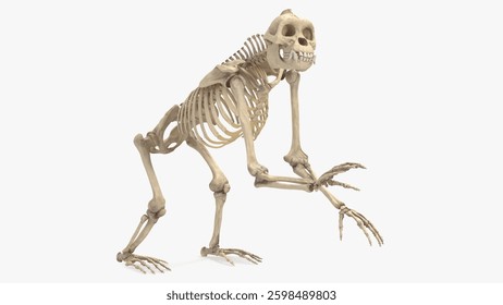 This model illustrates the skeletal system of a prehistoric primate, showcasing its unique bone structure and anatomy for educational purposes.
