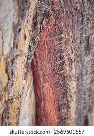 This tree has a very interesting trunk bark. The shell appearance is deep-cracked, looks strong. It's like years have passed. The wood inside should be quite firm. The color of the bark looks harmonio