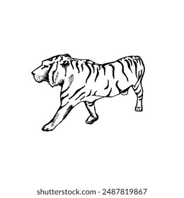 this vector illustration presents a black and white line drowing of a white tiger.The minimalist design  making illustration more versatile,which allows it to be used in various projects - Powered by Shutterstock