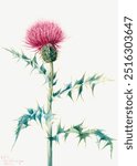 Thistle (Cirsium arizonica) (1938) by Mary Vaux Walcott Vintage thistle flower art drawing illustration, old thistle flower painting art print.