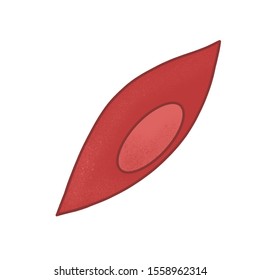 Thje Illustration Shows The Myoblast Cell Of A Muscle Fiber