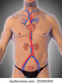 Thoracic Aorta Illustration