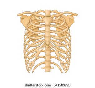 thoracic cage / thoracic bones
