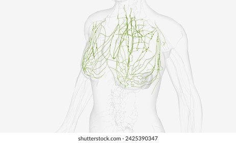 The thoracic duct and right lymphatic duct are two major lymph channels found close to the posterior thoracic wall  3d illustration
