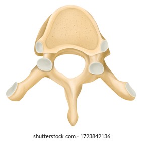  The Thoracic Vertebrae in Human.