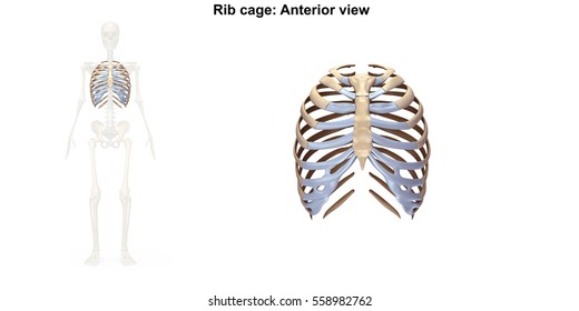 Thoracic Skeleton Anterior View 3d Illustration Stock Illustration ...