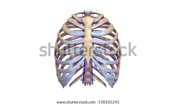 Thoracic Skeleton Ligaments Blood Vessels Anterior Stock Illustration ...