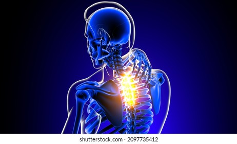 Thoracic Spine Joint Pain Anatomy For Medical Concept 3D Illustration