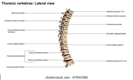 316 Underlying vertebra Images, Stock Photos & Vectors | Shutterstock